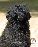 Portuguese Water Dog 9R016D-151